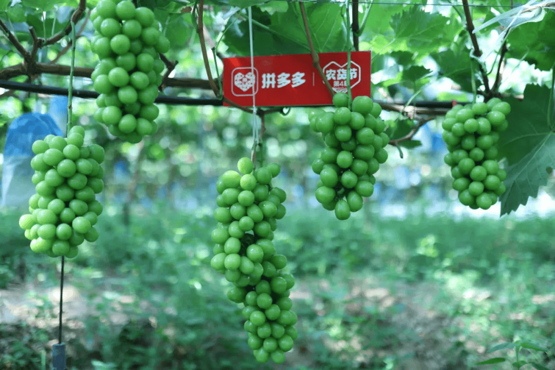 拼多多播下“千亿种子”