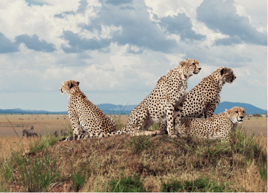 BBC(bbc英语听力)